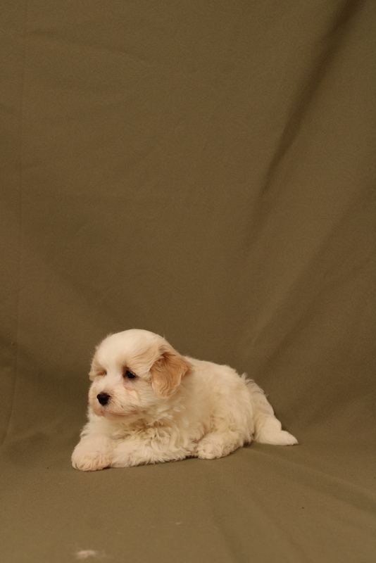 puppy, for, sale, Maltipoo, Matthew B. Stoltzfus, dog, breeder, Gap, PA, dog-breeder, puppy-for-sale, forsale, nearby, find, puppyfind, locator, puppylocator, aca
